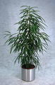 Long leaved fig